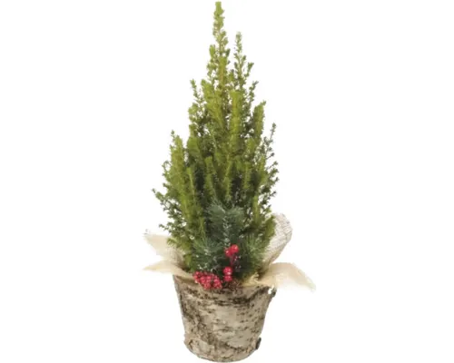 Molid FloraSelf Picea glauca Conica H 50-55 cm ghiveci lemn Ø 15 cm buc