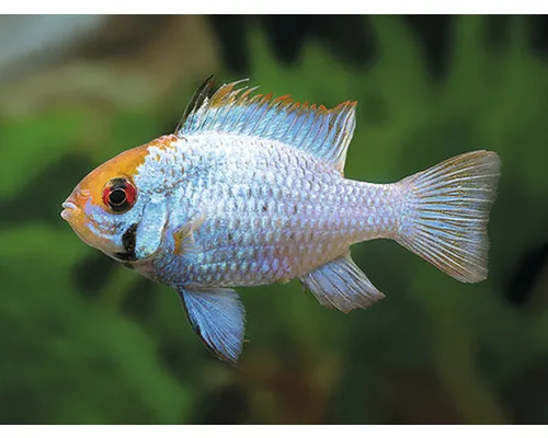 Papilichromis ramirezi electric blue L buc