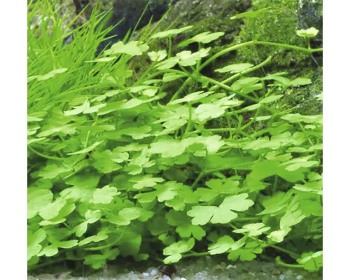 Plantă acvariu Hydrocotyle Tripartita in vitro H 10 cm buc