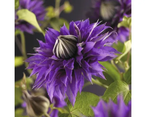 Clematita Multi Blue FloraSelf Clematis Hybride 'Multi Blue' H 50-70 cm Co 2,3 L buc
