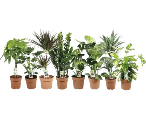 Plante verzi de interior Mix FloraSelf ghiveci Ø 21 cm diferite sortimente buc