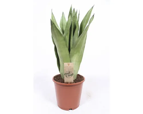 Limba soacrei FloraSelf Sansevieria trifasciata Moonshine H 55-60 cm ghiveci Ø 17 cm buc