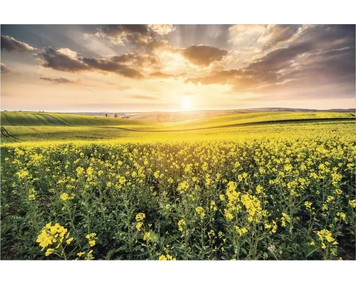 Tablou canvas Câmp de canola 60x90 cm buc