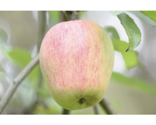 Bio Pom fructifer măr FloraSelf Bio Malus domestica 'Finkenwerder' H 120-150 cm Co 7,5 L buc