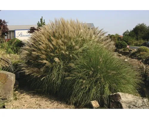 Iarba elefantului Adagio FloraSelf Miscanthus sinensis 'Adagio' H 10-40 cm Ø 14 cm buc