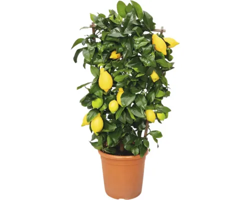 Lămâi FloraSelf Citrus-Cultivars 'Limon' H 70-75 cm ghiveci Ø 21 cm buc
