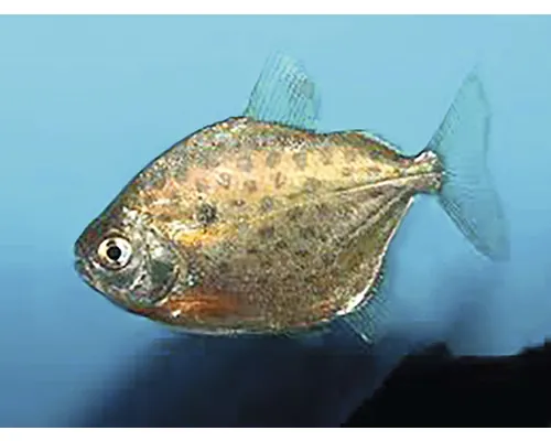 Pește Metynnis Reperat/ Metynnis maculatus 4-5 cm buc