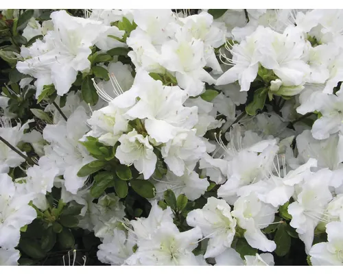 Rododendron FloraSelf Rhododendron obtusum H 25-30 cm alb buc