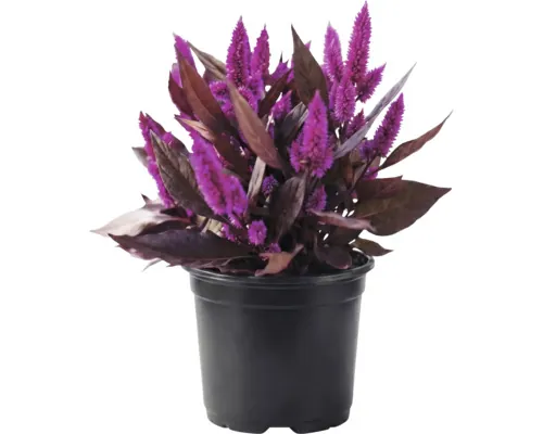 Creasta cocoșului FloraSelf Celosia argentea ghiveci Ø 20 cm buc