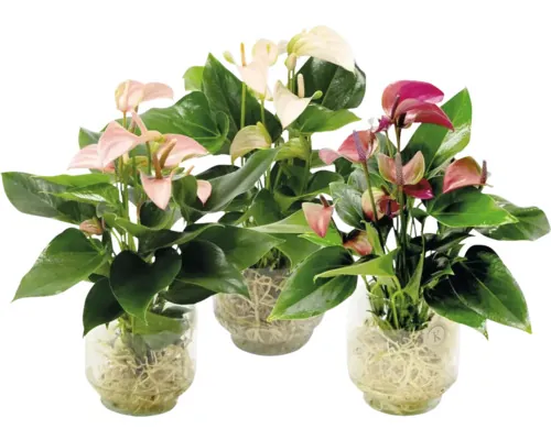 Floarea Flamingo FloraSelf Anthurium Ø 20 cm, diferite culori buc