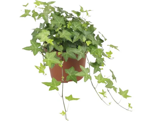 Iederă verde FloraSelf Hedera helix H ca. 20 cm ghiveci Ø 13 cm buc