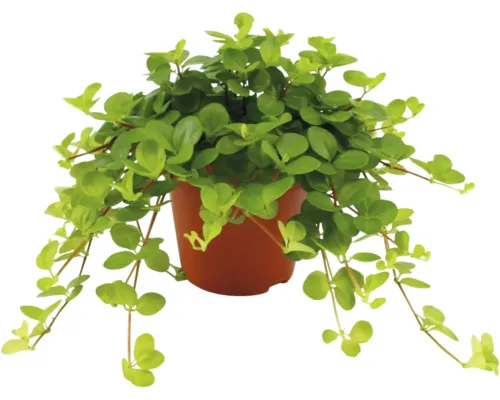 FloraSelf Peperomia rotundifolia H 12 cm ghiveci Ø 7 cm buc