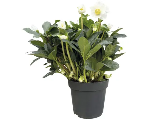 Trandafirul Crăciunului FloraSelf Helleborus x hybridus 'White Princess' Co 4,5 L buc