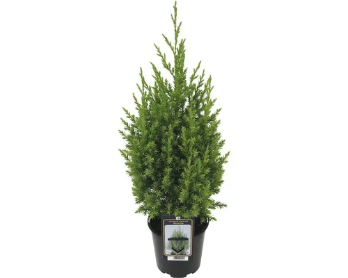 Ienupăr albastru FloraSelf Juniperus Chin Stricta, H 20-30 cm Co 0,9 L buc