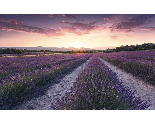 Fototapet vlies Komar SHX9-052 Lavender Dream 450x280 cm buc
