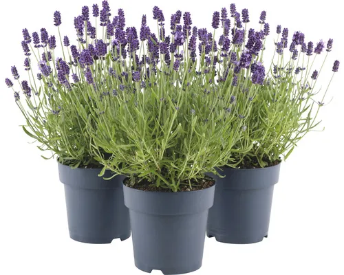 Levănțică FloraSelf Lavandula angustifolia 'Felice' H 20-25 cm Co 1,5 L buc