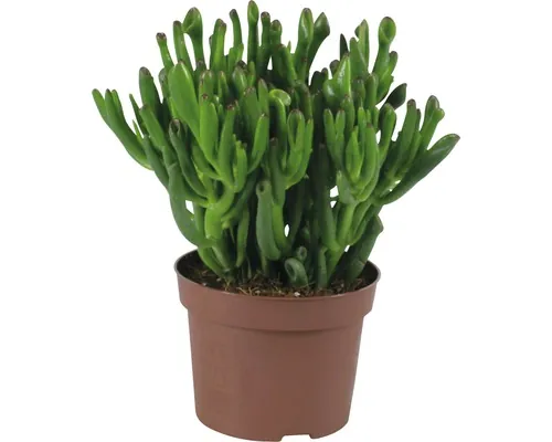 Arborele de bani FloraSelf Crassula x Hybride 'Hobbit' H 15-20 cm ghiveci Ø 12 cm buc