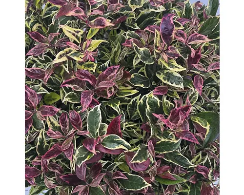 FloraSelf Leucothoe 'Fire Star' Co 2 L buc