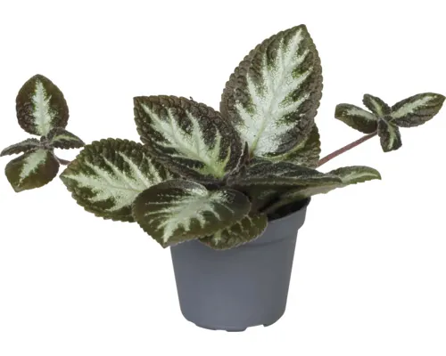Floarea de cupru Mix FloraSelf Episcia ghiveci Ø 6 cm diferite sortimente buc