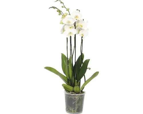 Orhidee fluture FloraSelf Phalaenopsis Hybride H 70-80 cm ghiveci Ø 17 cm, 4 tije buc