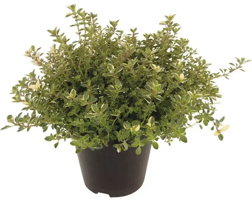 Cimbru FloraSelf Thymus citriodorus 'Silver Queen' Ø 12 cm buc