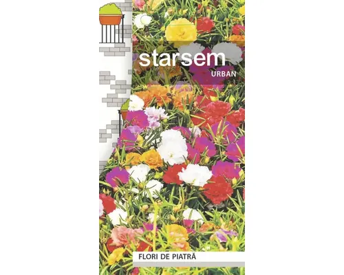 Semințe flori Starsem flori de piatră duble buc