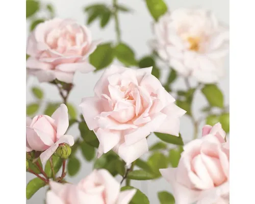 Trandafir cățărător FloraSelf Rosa 'New Dawn' H 100-120 cm Co 5 L buc