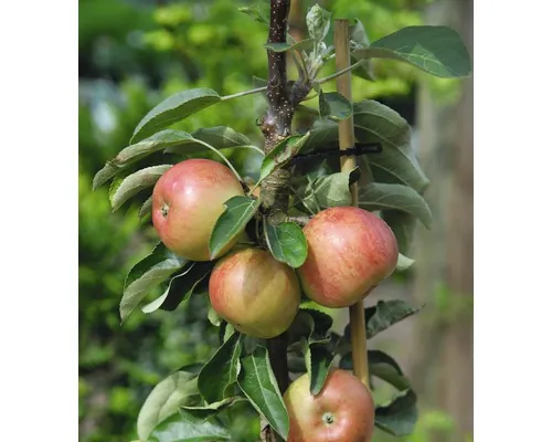 Bio Pom fructifer măr pitic FloraSelf Bio Malus domestica 'Delgrina' H 60-0 8cm Co 7,5 L buc