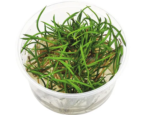 Plantă acvariu Littorella Uniflora in vitro H 5 cm buc