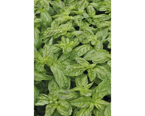 Busuioc FloraSelf Ocimum basilicum 'Gekom' ghiveci Ø 12 cm buc
