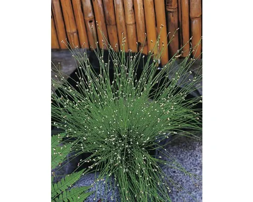 Scirpus cernuus FloraSelf H 15-25 cm ghiveci Ø 11 cm buc