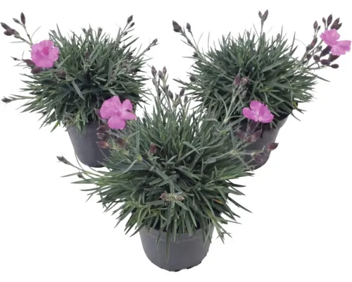Garofițe FloraSelf Dianthus caryophyllus ghiveci Ø 13 cm buc