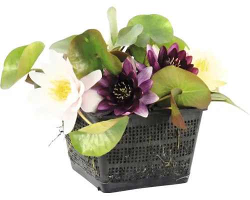 Nufăr 3 culori FloraSelf Nymphaea-Cultivars Co 3 L buc