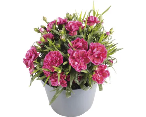 Garofițe FloraSelf Dianthus caryophyllus 'Nina' H 10-15 cm ghiveci Ø 15 cm buc
