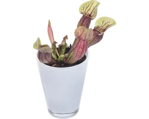 Plantă carnivoră FloraSelf Sarracenia H 22-30 cm ghiveci Ø 12 cm buc