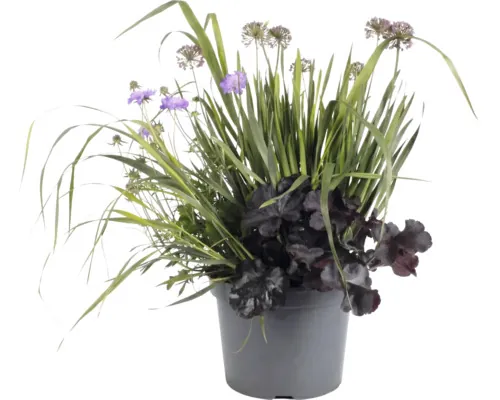 FloraSelf Mix Heuchera, Scabiosa, Alium Co 3 L, diferite sortimente buc