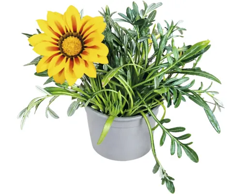 Gazania splendens ghiveci Ø 10,5 cm buc