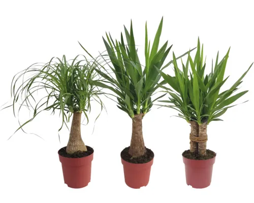 Plante verzi tropicale FloraSelf Beaucarnea recurvata 'Maya' ghiveci Ø 19 cm, diferite soiuri buc