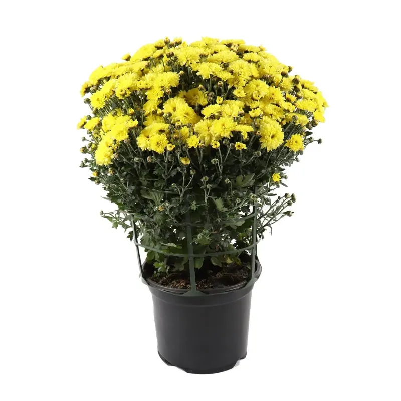 Planta exterior, cu flori - Chrysanthemum mix (crizantema), D 19 cm buc