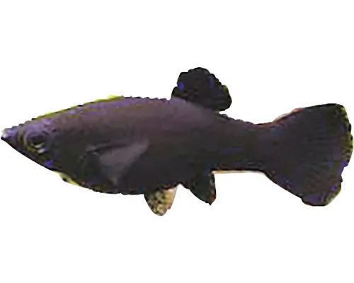 Poecilia shenops black molly M buc
