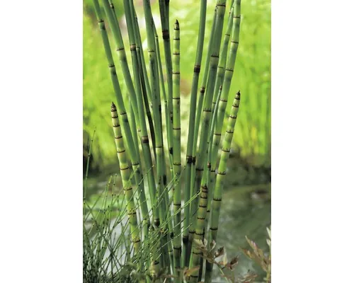 Coada-calului FloraSelf Equisetum japonica ghiveci Ø 18 cm buc