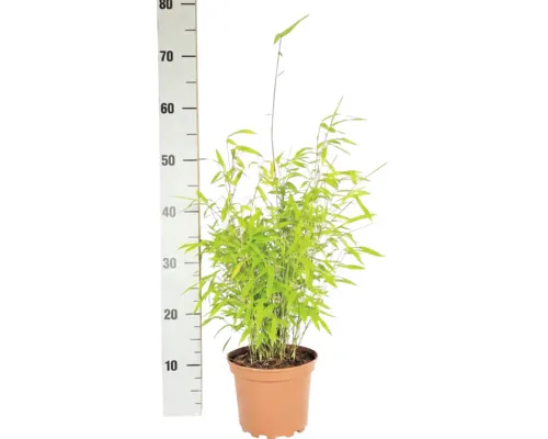 Bambus FloraSelf Fargesia nitida Volcano H 30-40 cm Co 2 L buc