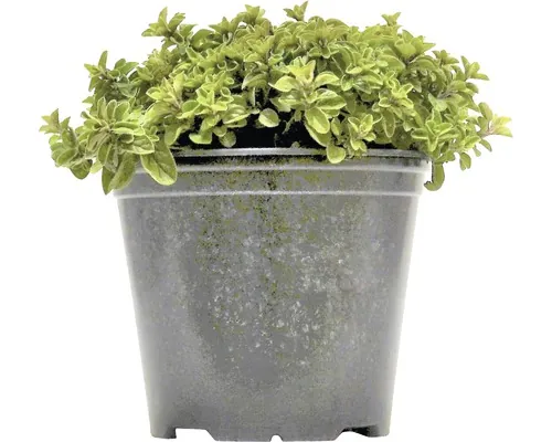 Oregano FloraSelf Origanum vulgare, h 10-13 cm, Co 1,2 l buc