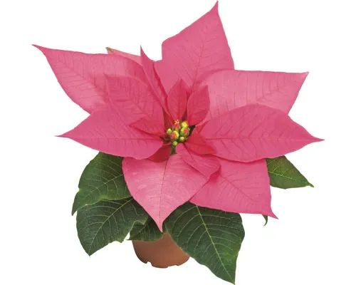 Crăciunița mini FloraSelf Euphorbia pulcherima H 10-14 cm ghiveci Ø 6 roz buc