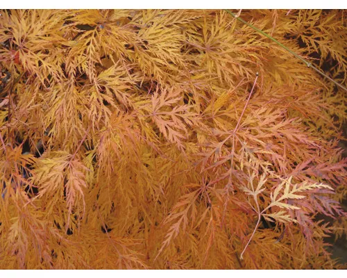 Arțar Japonez Acer palmatum 'Emerald Lace' H 50-60 cm Co 3 L buc