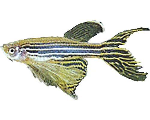 Pește Zebră Brachydanio rerio long fin M buc
