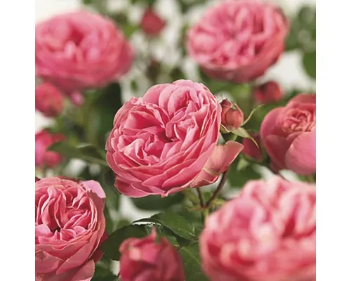 Trandafir FloraSrlf Rosa 'Leonardo da Vinci'® Co 5 L buc