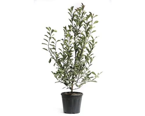 FloraSelf Photinia fraseri 'Pink Marble' H 125-150 cm Co 15 L buc