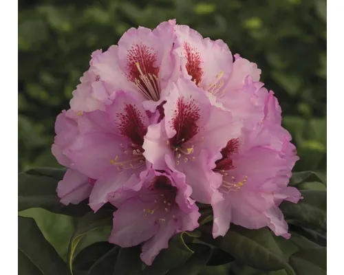 Azalee/Rododendron FloraSelf Rhododendron Hybride Co 7,5 L roz buc