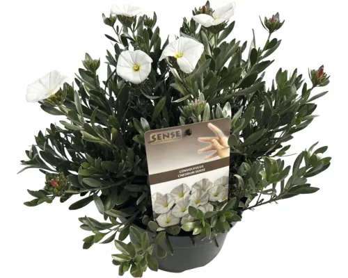 Libelul FloraSelf Convolvulus Cneorum Co 5 L buc